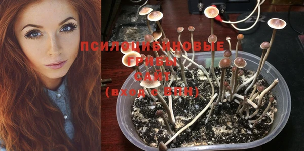 ПСИЛОЦИБИНОВЫЕ ГРИБЫ Вяземский